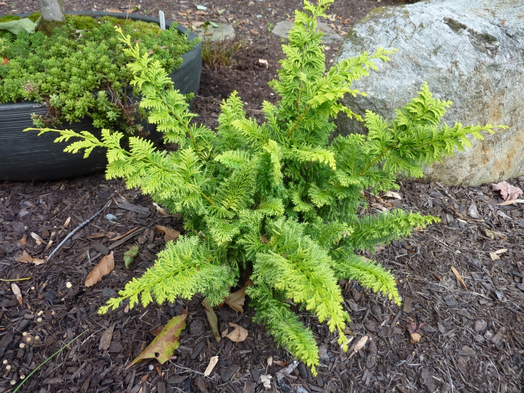 Chamaecyparis obtusa 