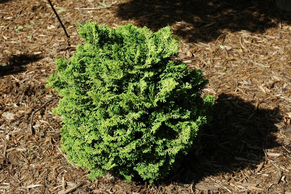 Chamaecyparis obtusa 