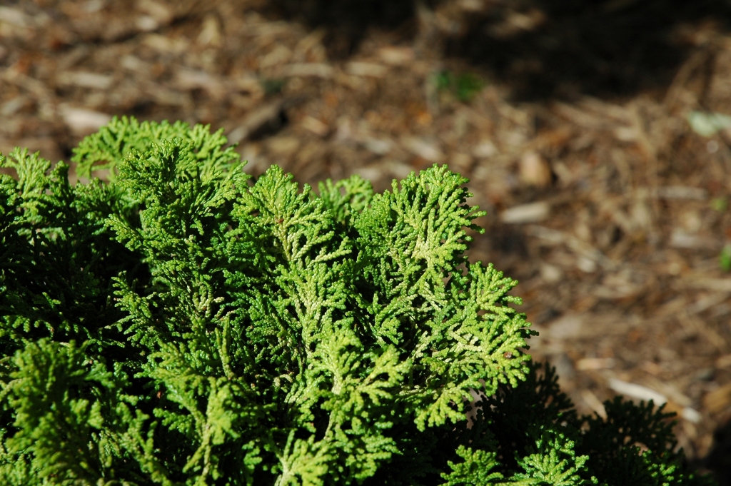 Chamaecyparis obtusa 