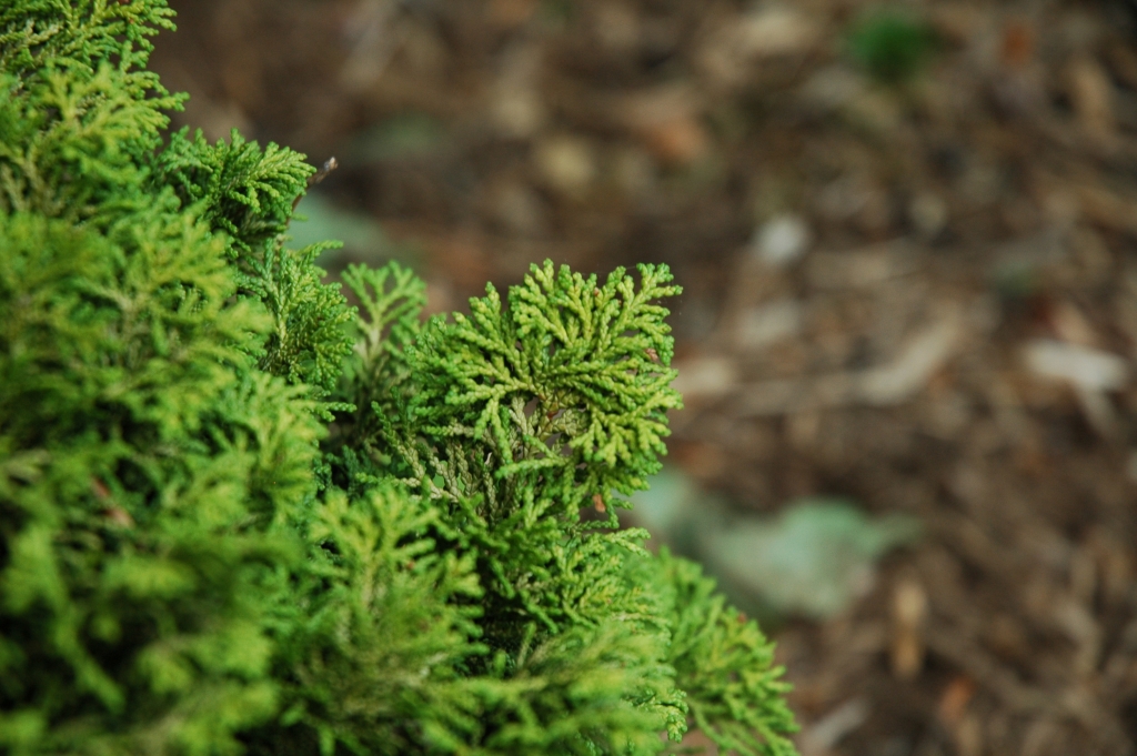 Chamaecyparis obtusa 