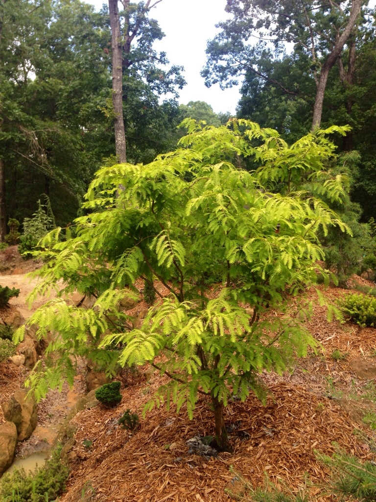 Metasequoia glyptostroboides 