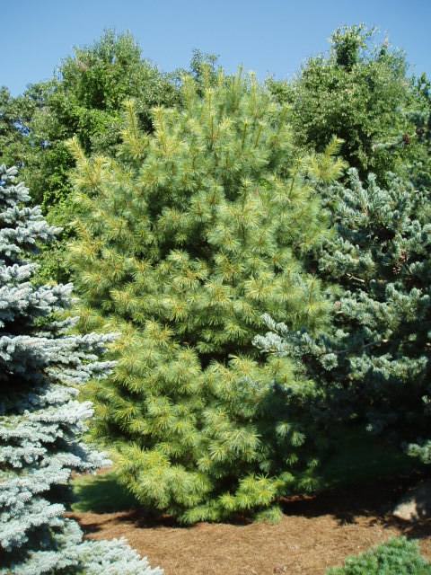 Pinus strobus 