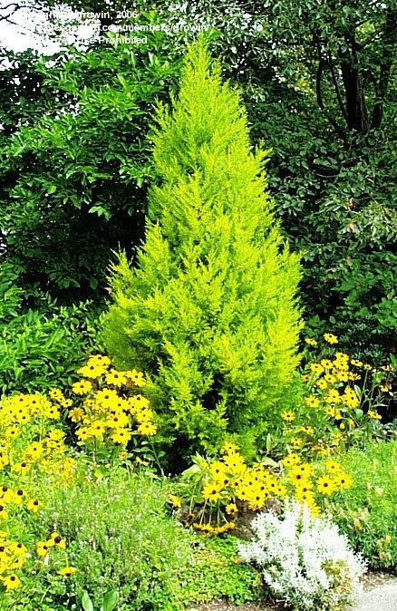 Cupressus macrocarpa 