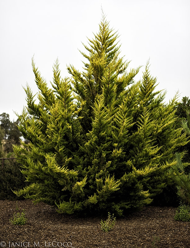 Cupressus macrocarpa 