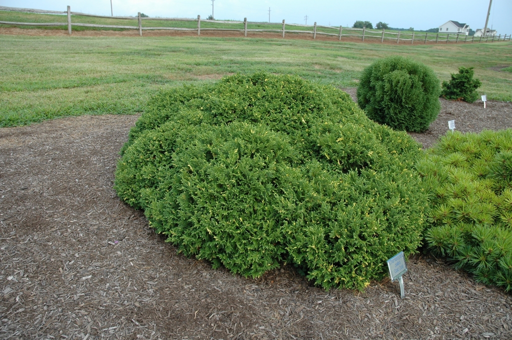 Chamaecyparis pisifera 