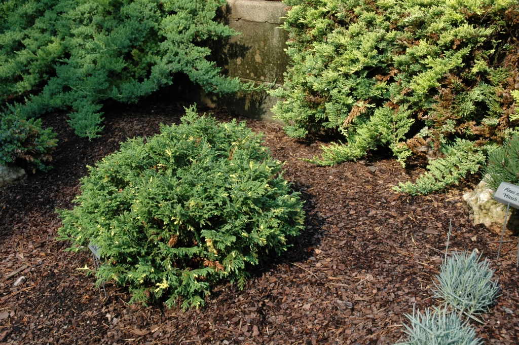 Chamaecyparis pisifera 