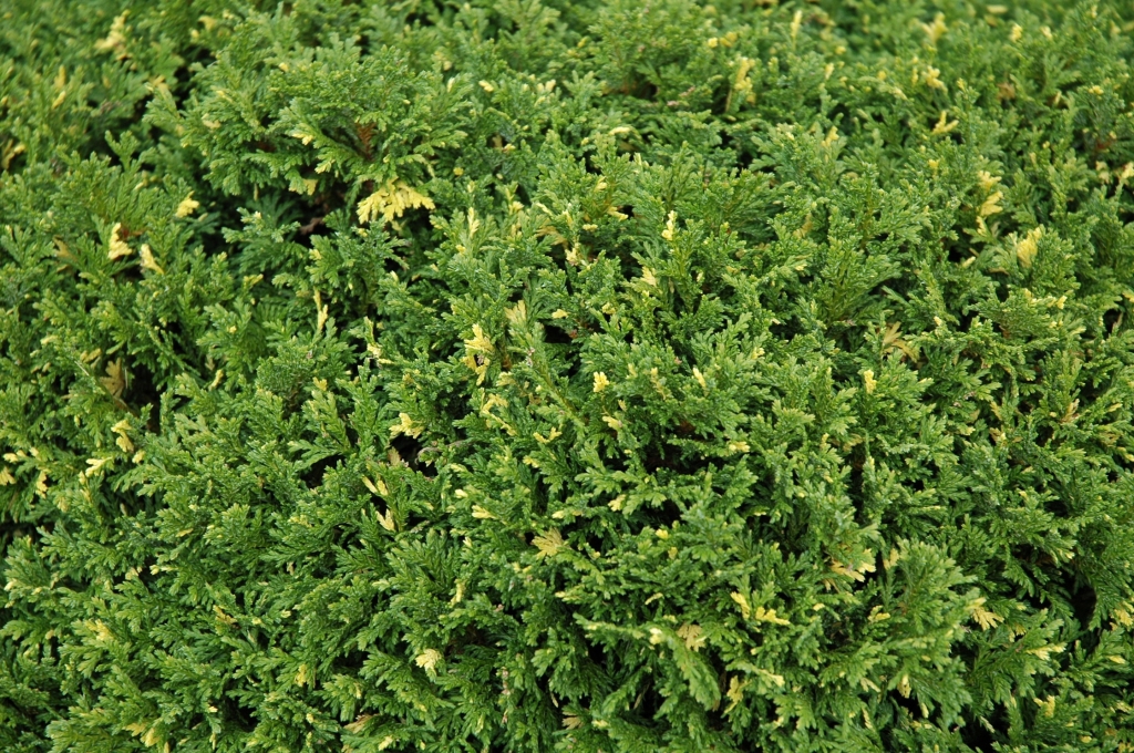 Chamaecyparis pisifera 