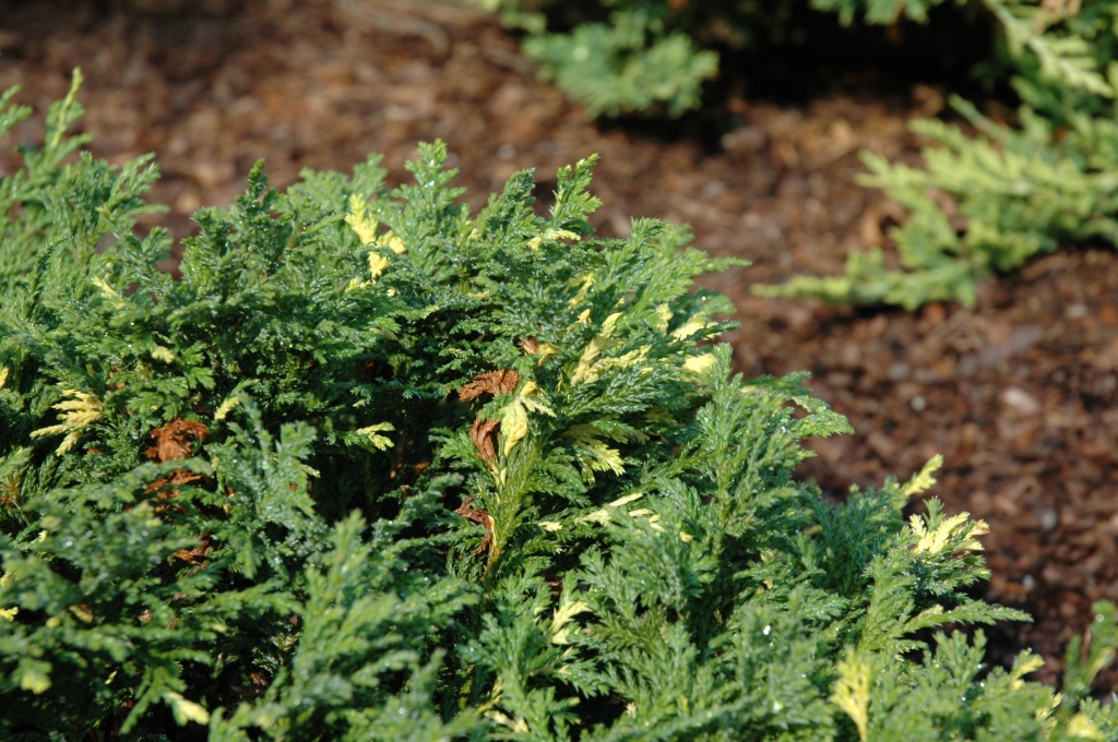 Chamaecyparis pisifera 