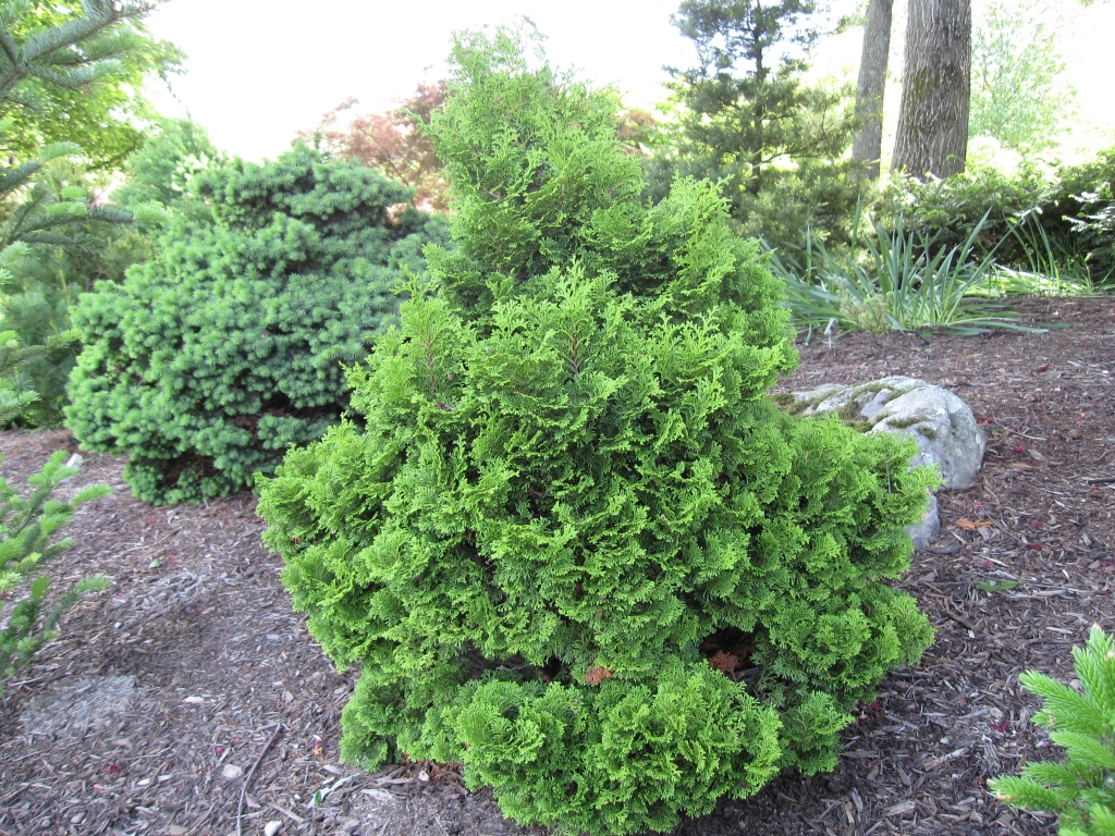 Chamaecyparis obtusa 