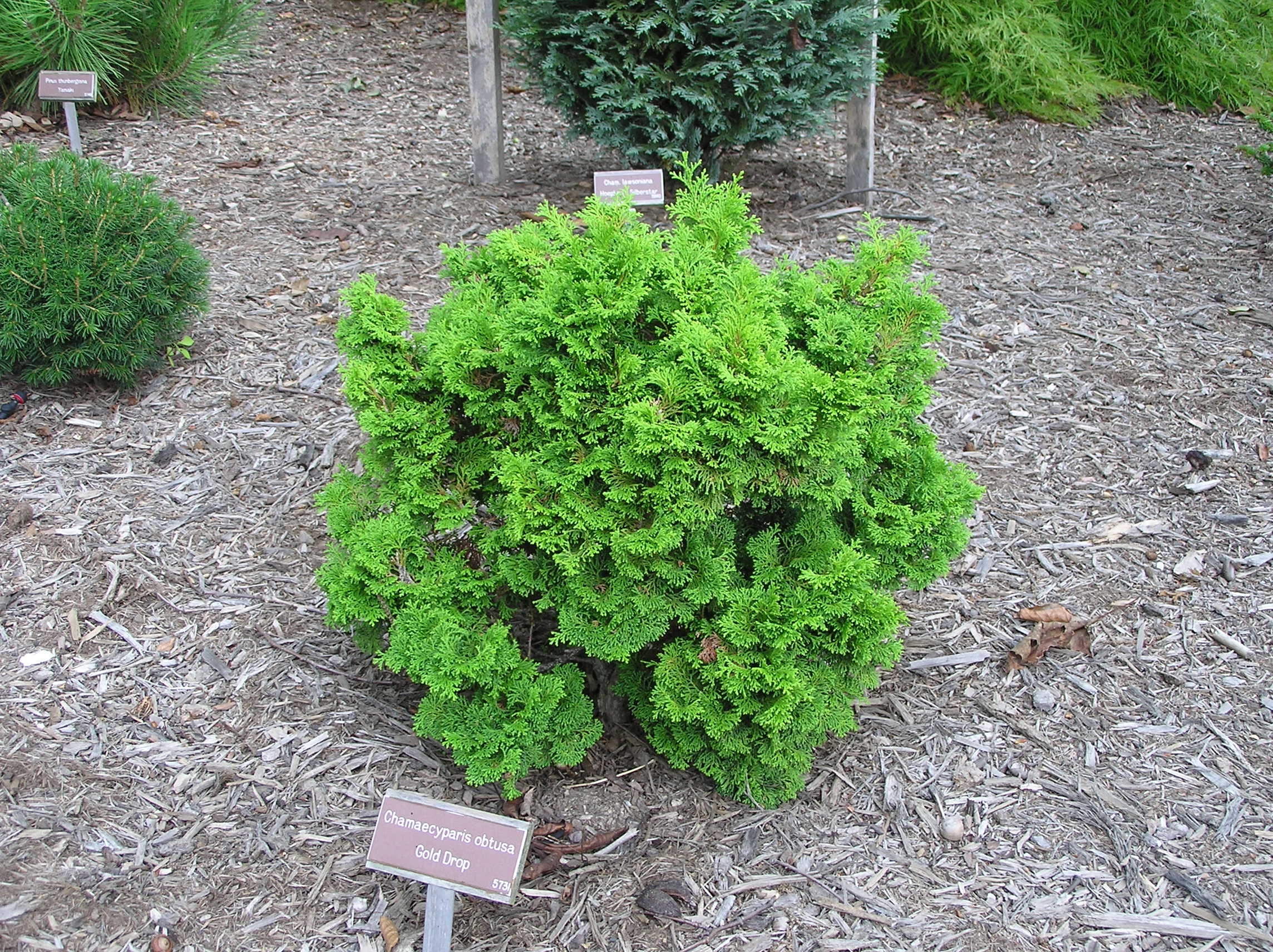 Chamaecyparis obtusa 