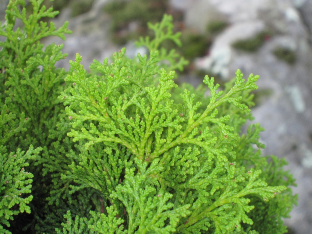 Chamaecyparis obtusa 
