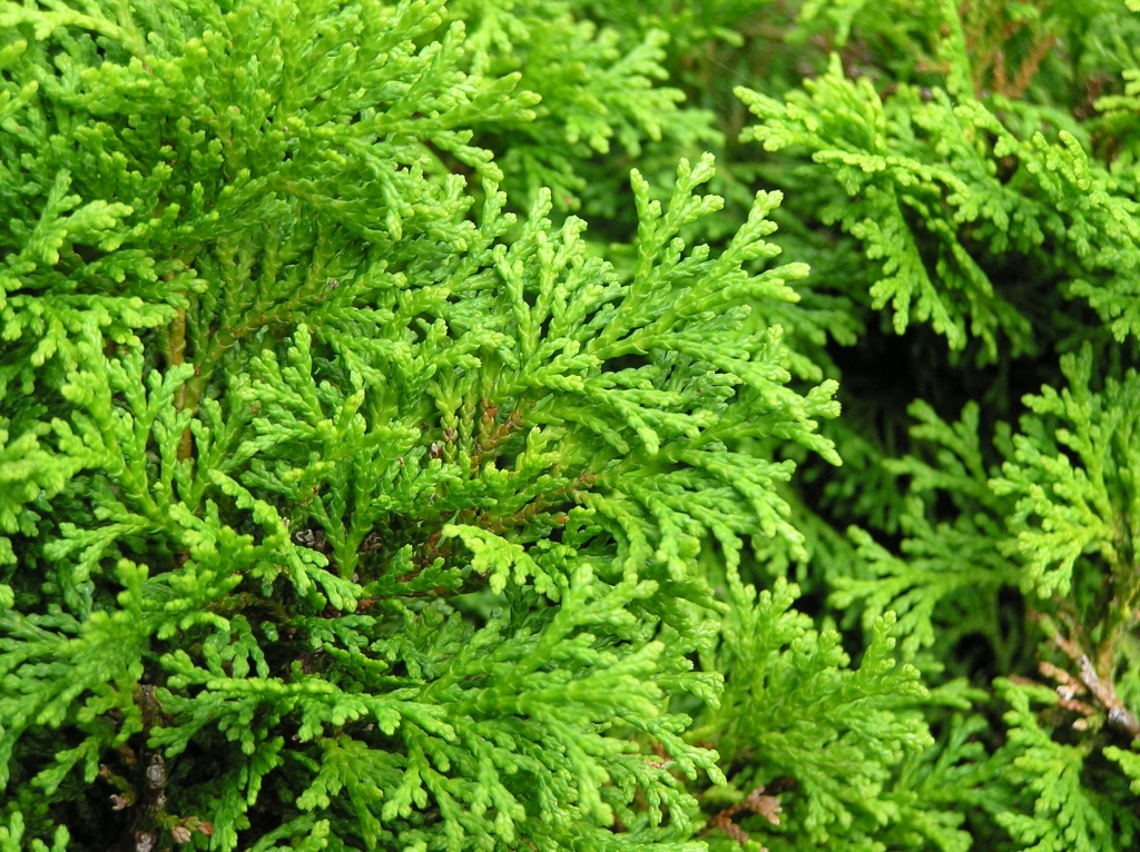 Chamaecyparis obtusa 