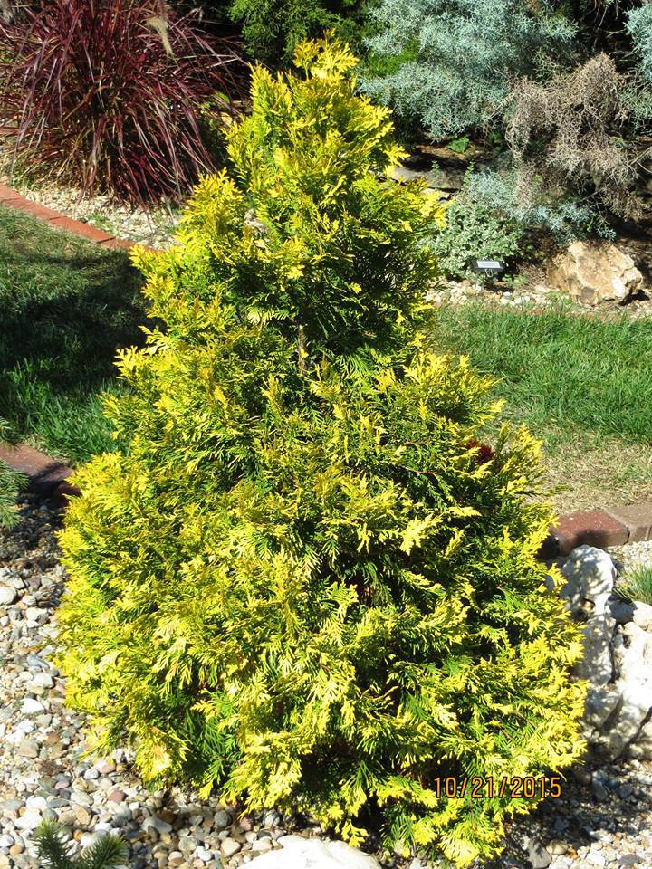 Thuja occidentalis 