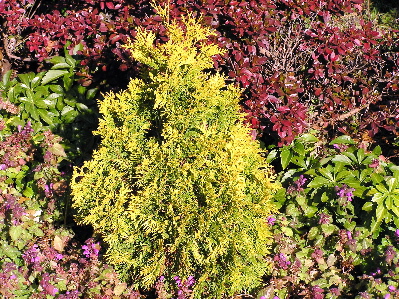 Thuja occidentalis 
