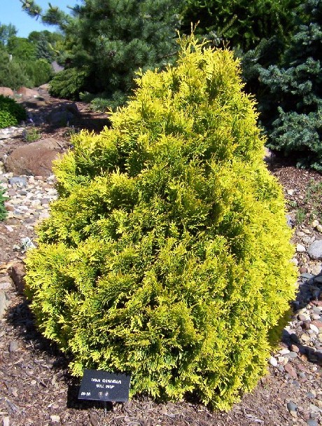 Thuja occidentalis 
