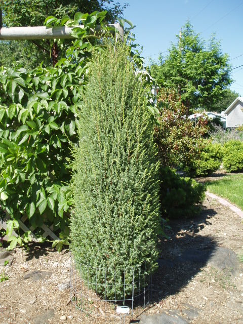 Juniperus communis 