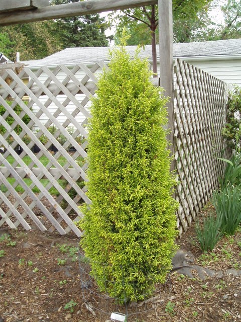 Juniperus communis 