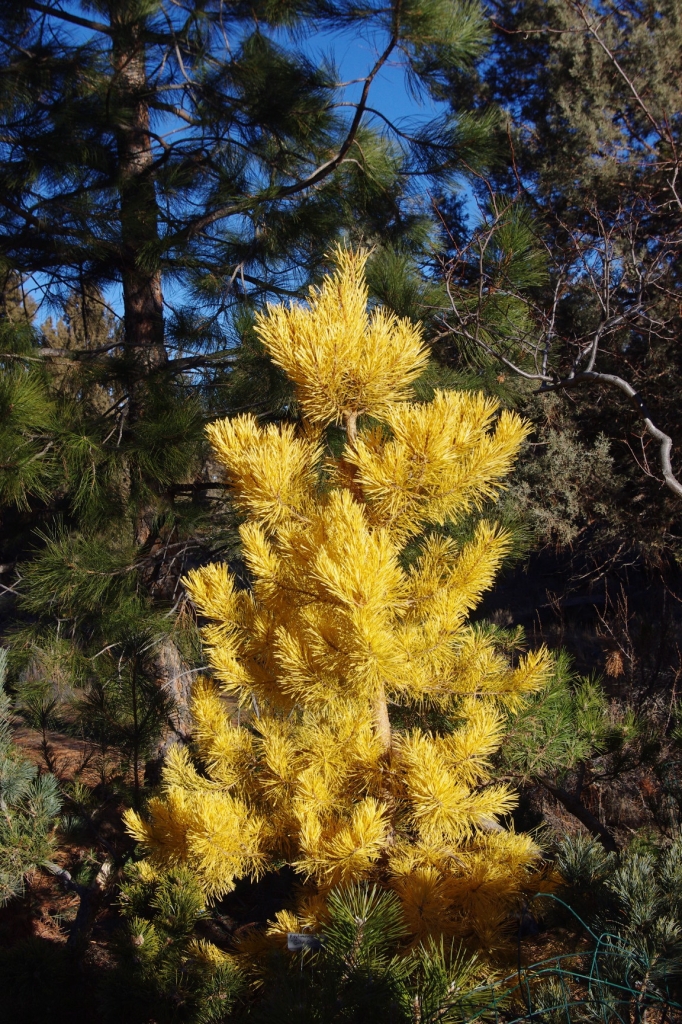 Pinus sylvestris 