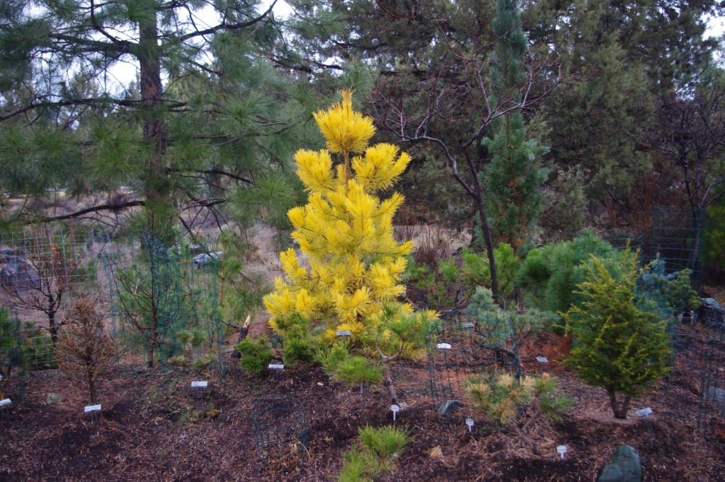 Pinus sylvestris 