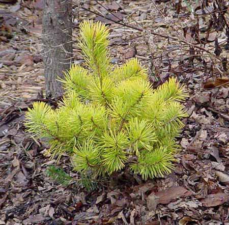 Pinus sylvestris 