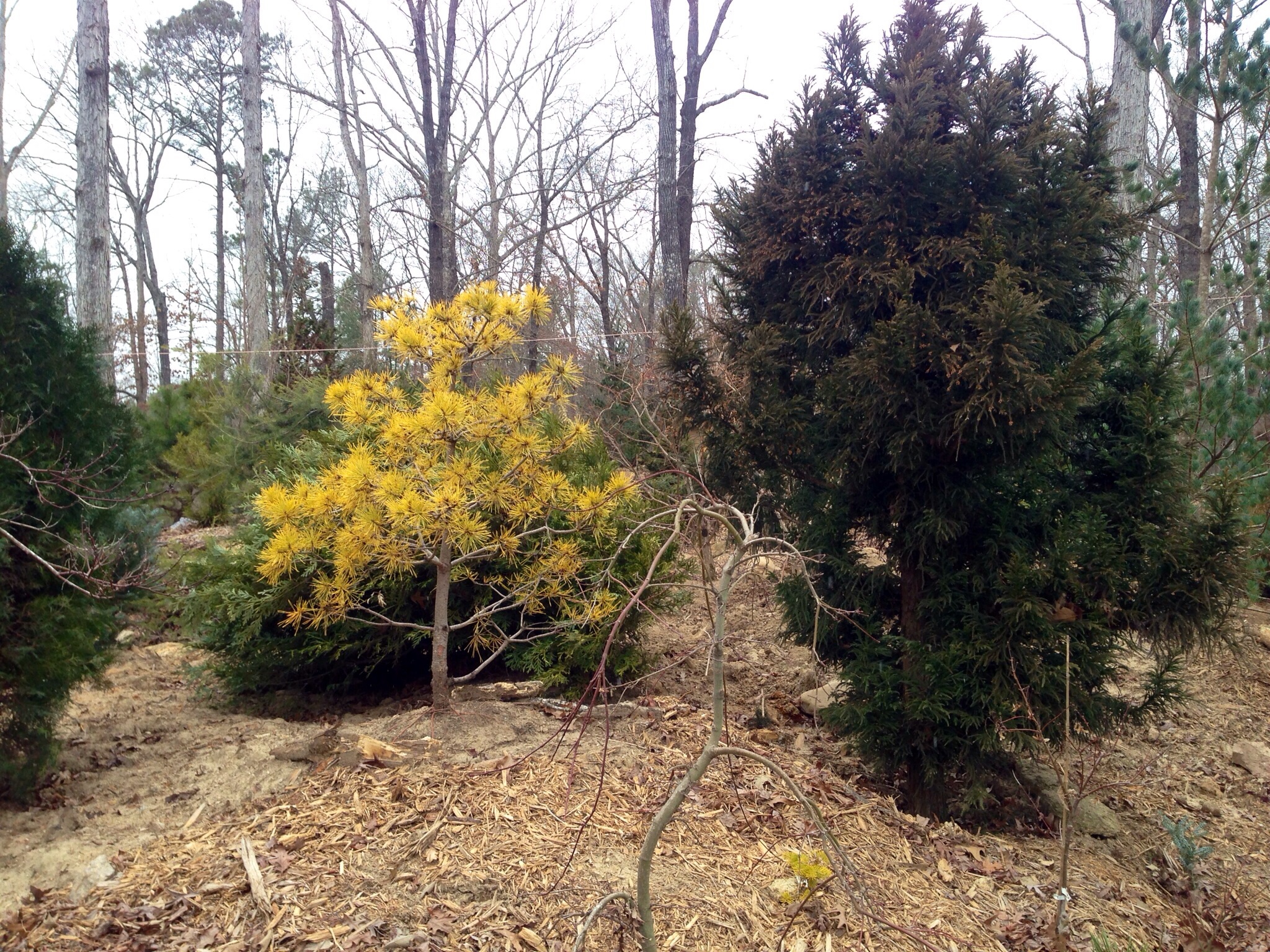 Pinus sylvestris 