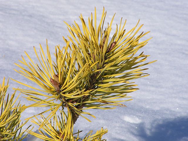 Pinus sylvestris 