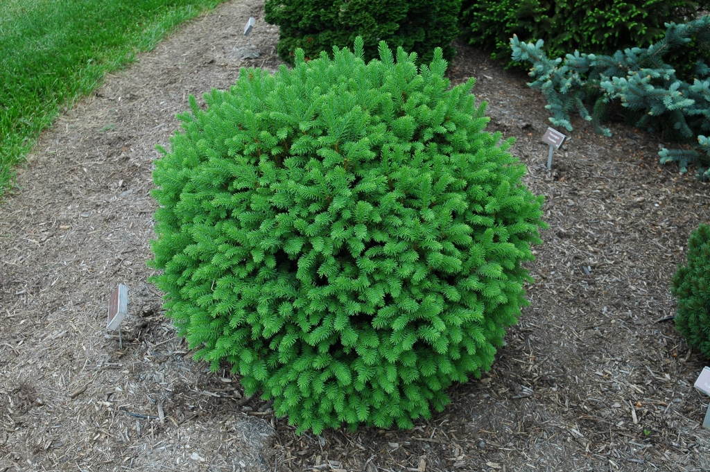 Picea abies 