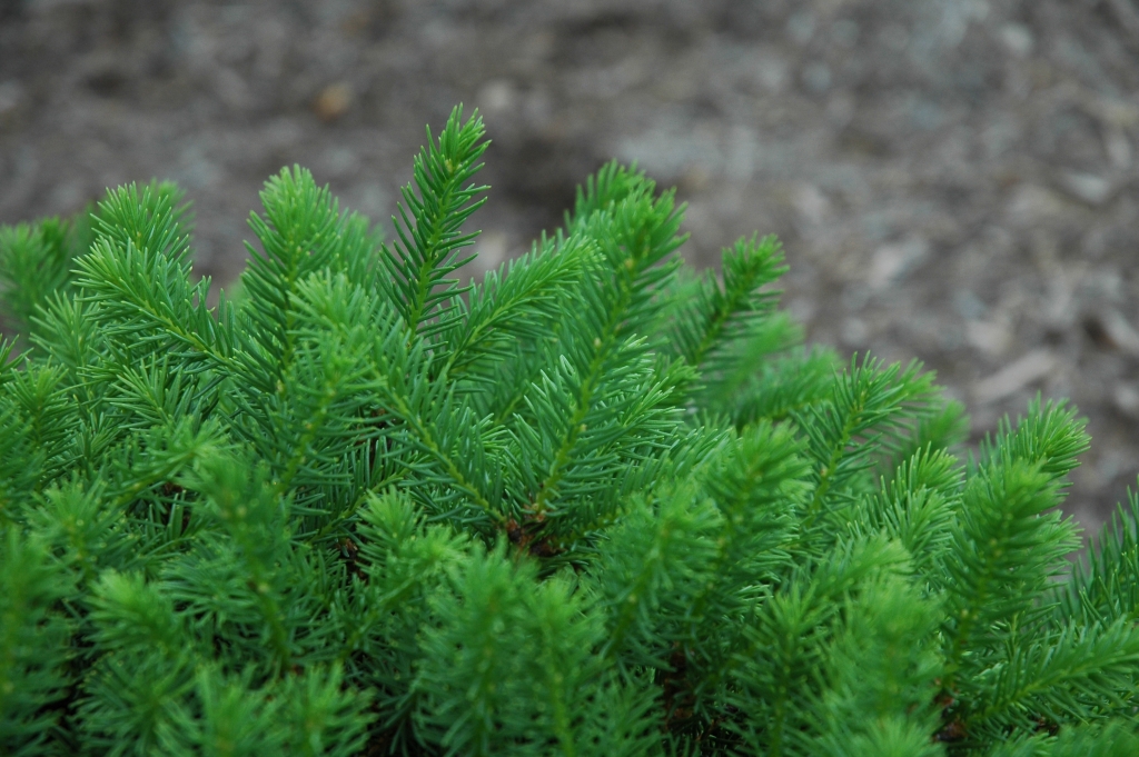 Picea abies 