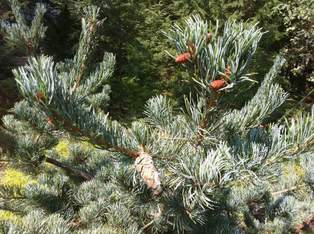 Pinus parviflora 