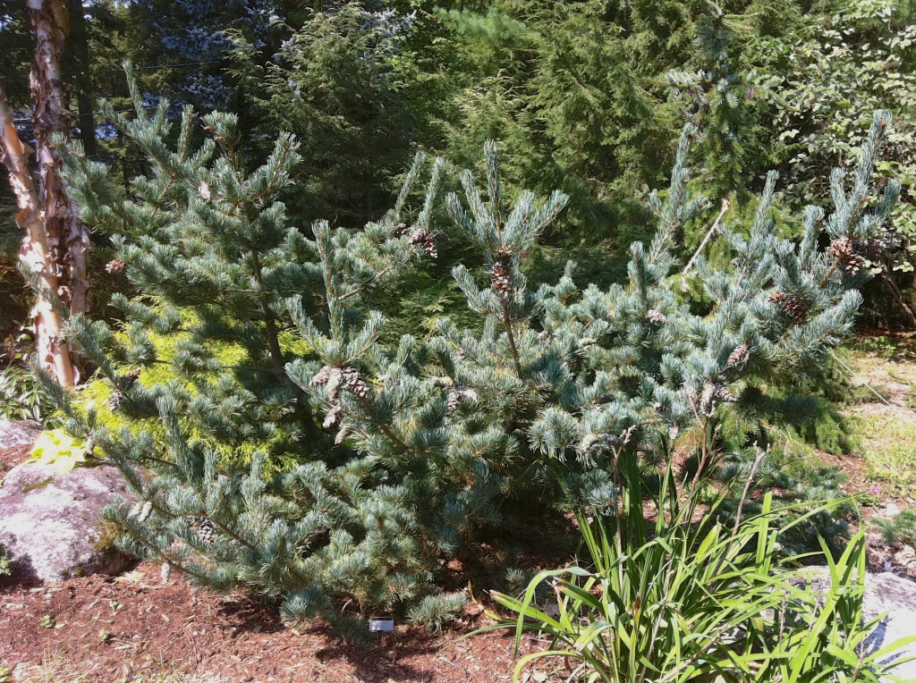 Pinus parviflora 