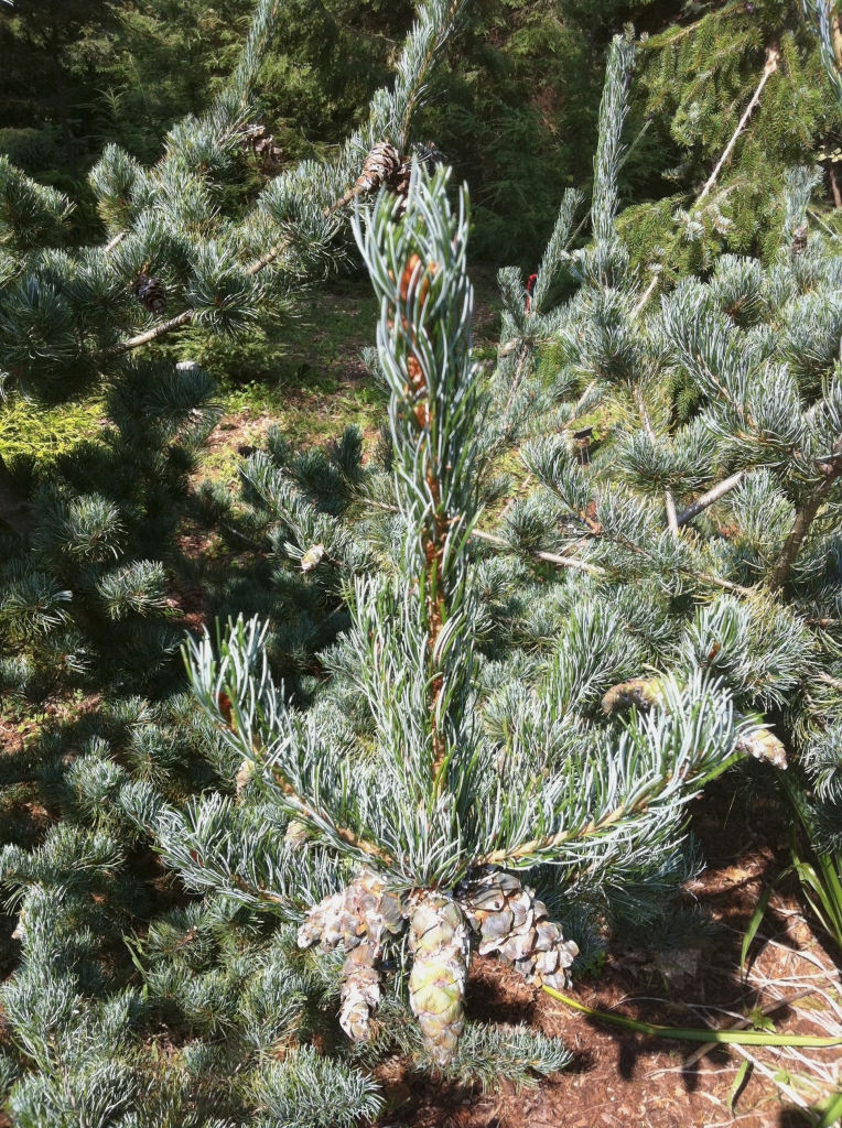 Pinus parviflora 
