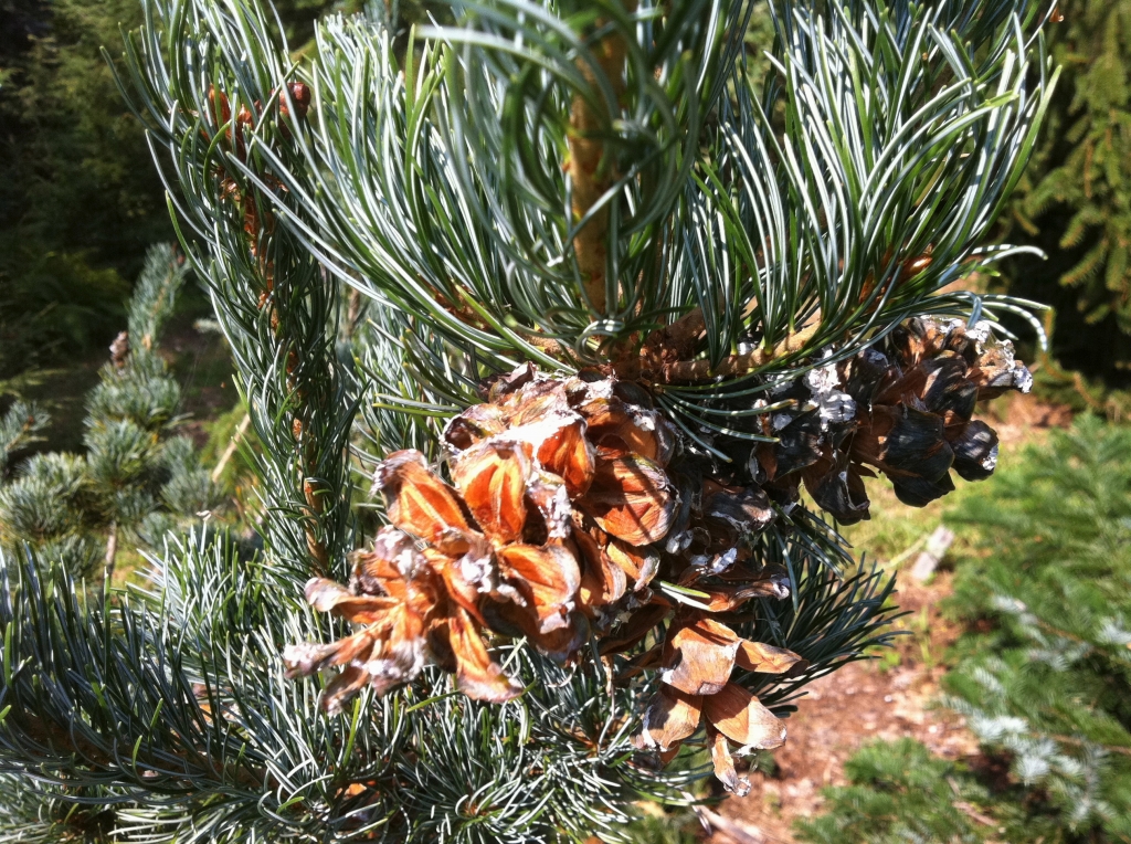 Pinus parviflora 