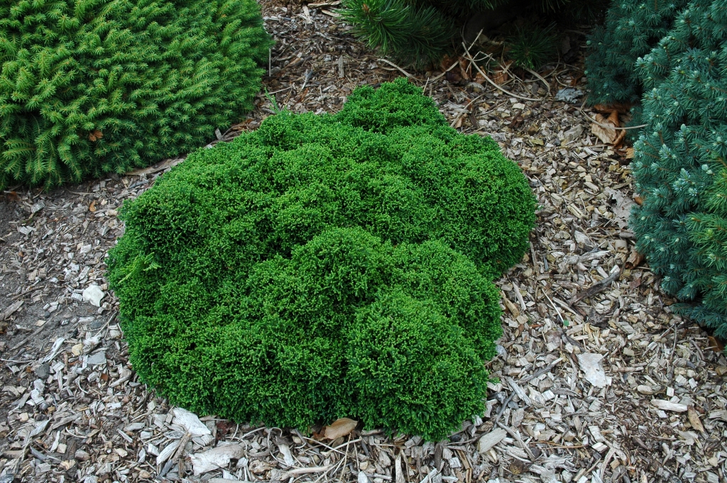 Chamaecyparis lawsoniana 