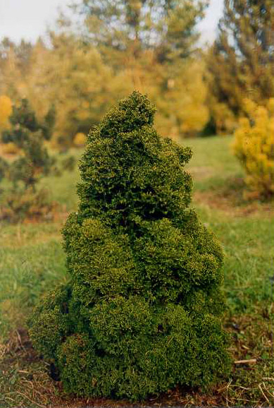 Chamaecyparis lawsoniana 