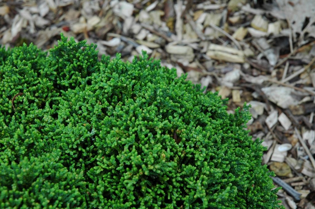 Chamaecyparis lawsoniana 