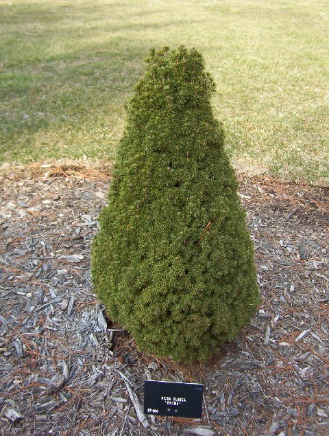 Picea glauca 