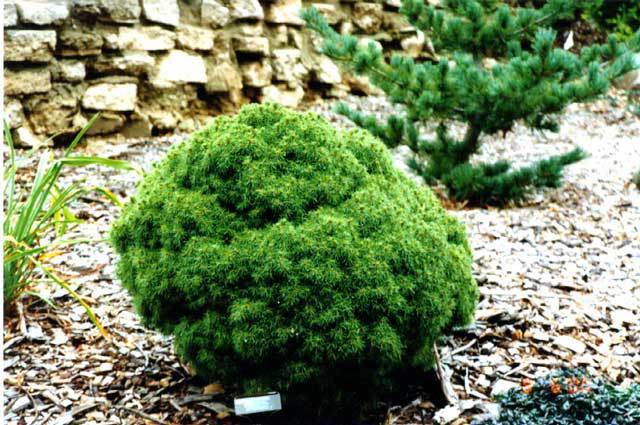 Picea glauca 