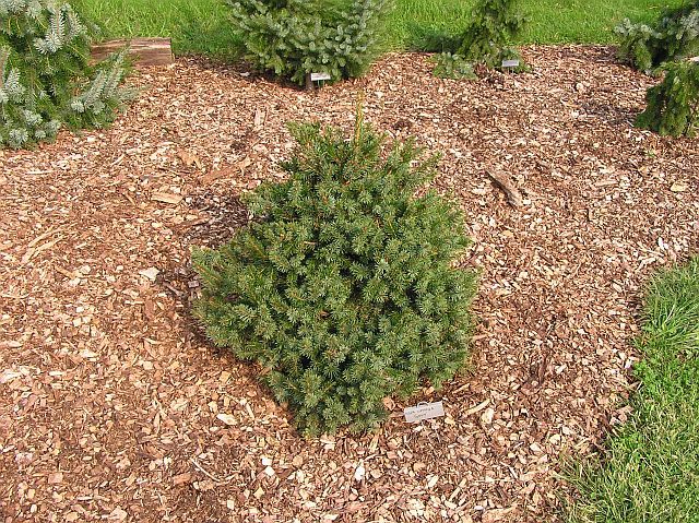 Picea omorika 