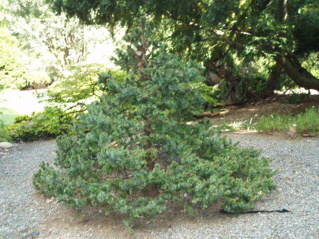 Picea omorika 