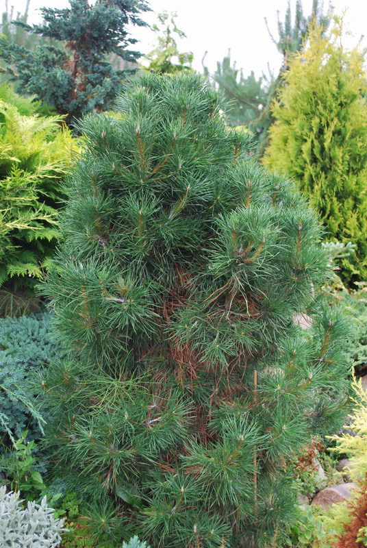 Pinus sylvestris 