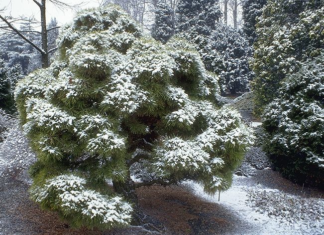 Pinus sylvestris 
