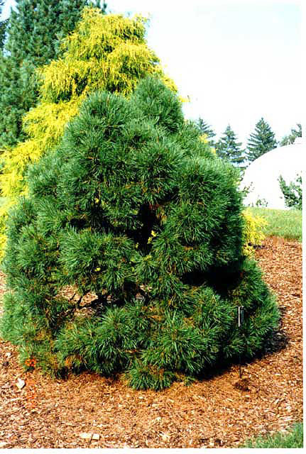 Pinus sylvestris 