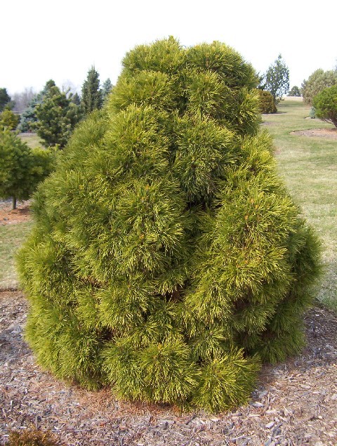 Pinus sylvestris 