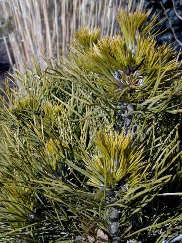 Pinus sylvestris 