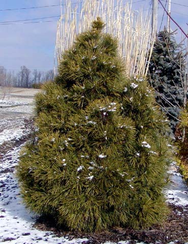 Pinus sylvestris 