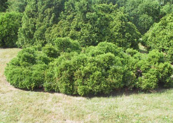 Thuja occidentalis 