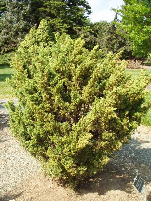 Juniperus chinensis 