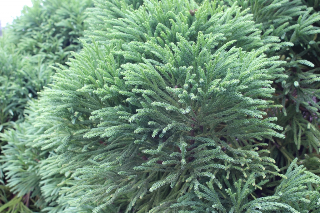 Cryptomeria japonica 