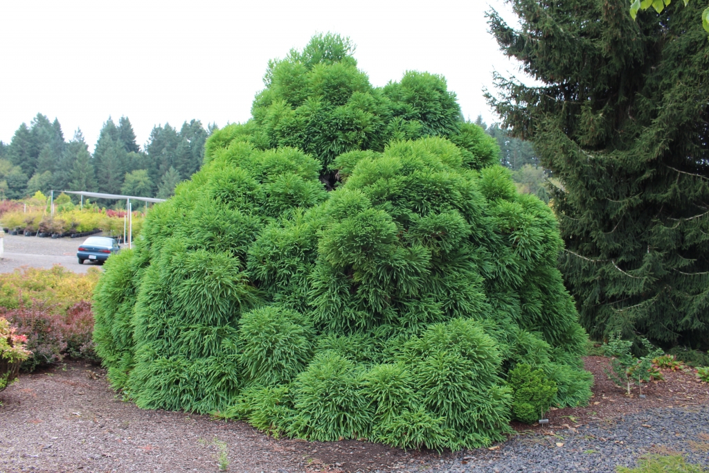 Cryptomeria japonica 