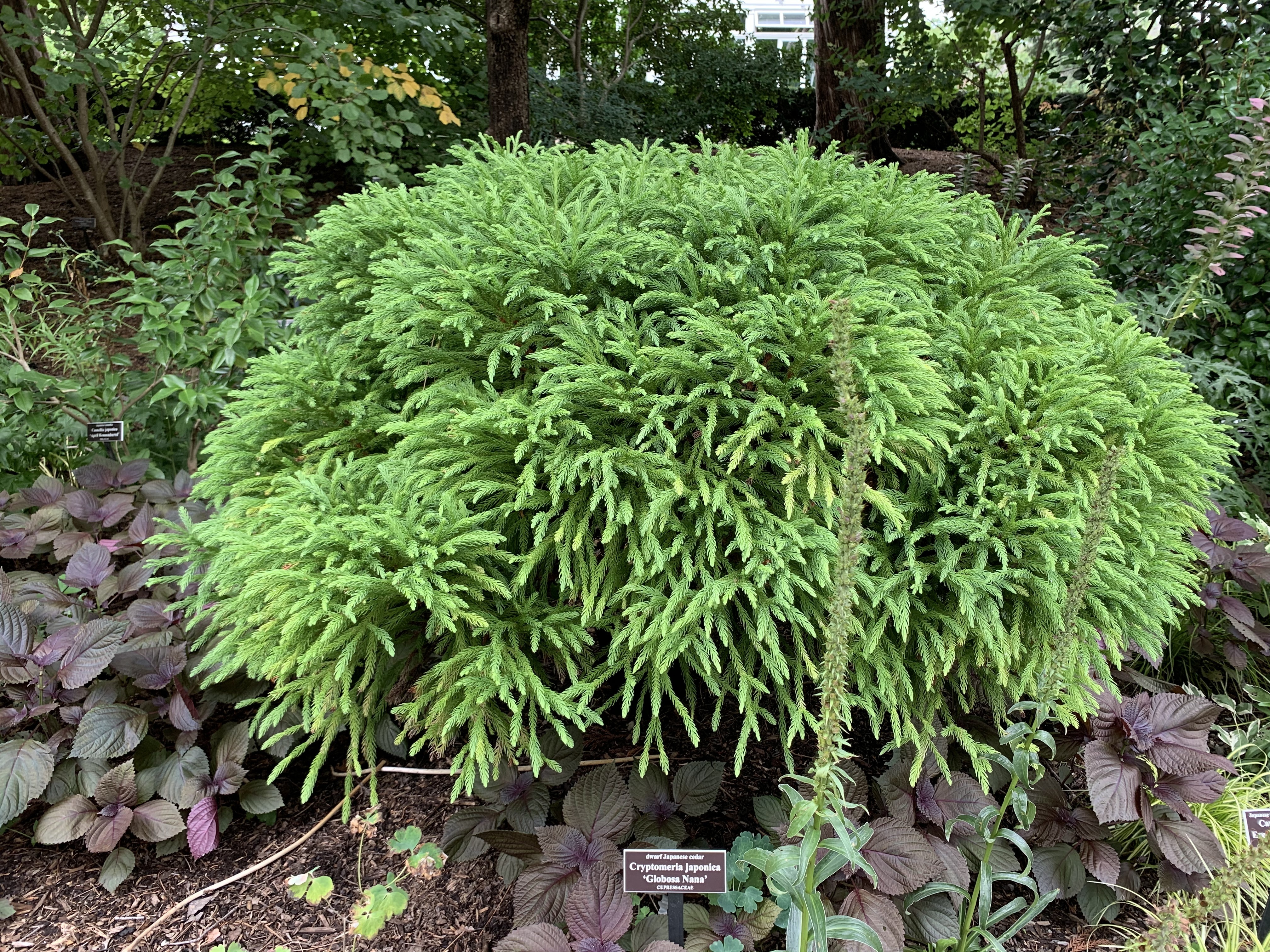 Cryptomeria japonica 